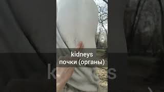 &#39;почки&#39; за 0 руб. в английском