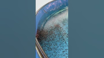 Our 20 biofloc tanks setup! #shrimp #goa #biofloc fish farming #bioflocfishfarming