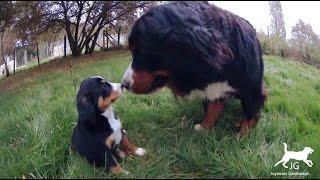 Le Bouvier Bernois un chien affectueux et cajoleur avec les bébés des autres ❤