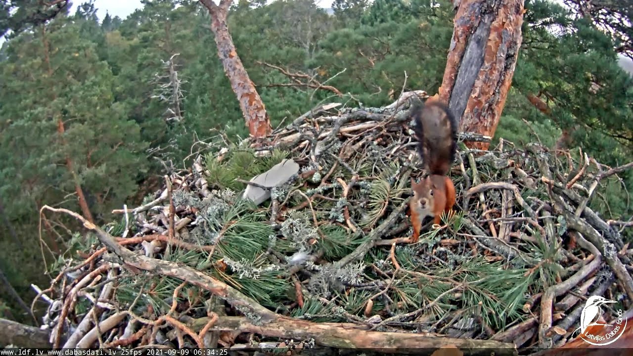 Rīta mini tūre pa @LatvijasDabasfondsOnline ligzdām.  09.09.2021