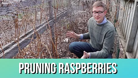Raspberry Pruning 101: How To, When, & Why