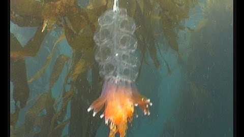 Siphonophores (colonial jellyfish)