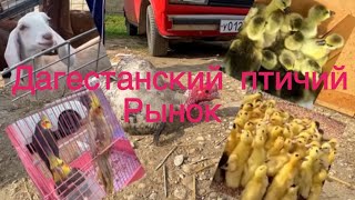 Что продают на Дагестанском птичьем рынке