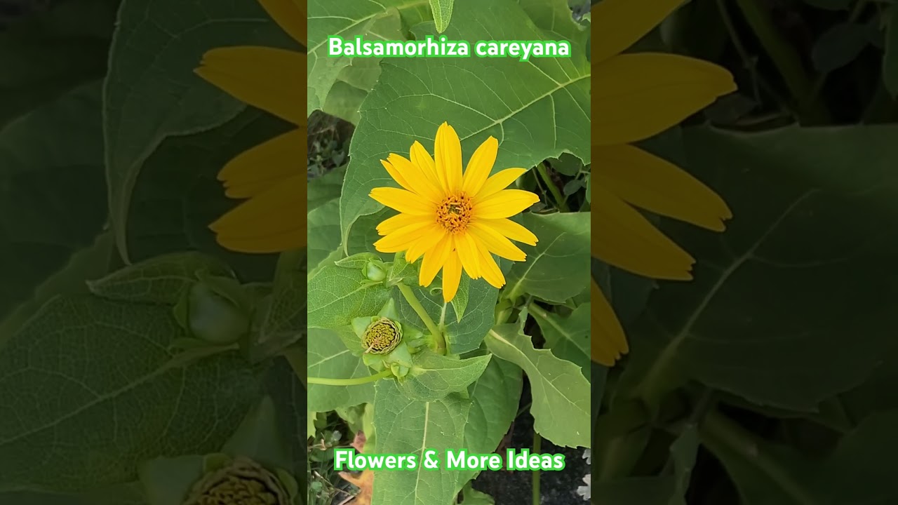 Balsamorhiza careyana is the tribe Heliantheae of Asteraceae family- common name Carey's balsamroot