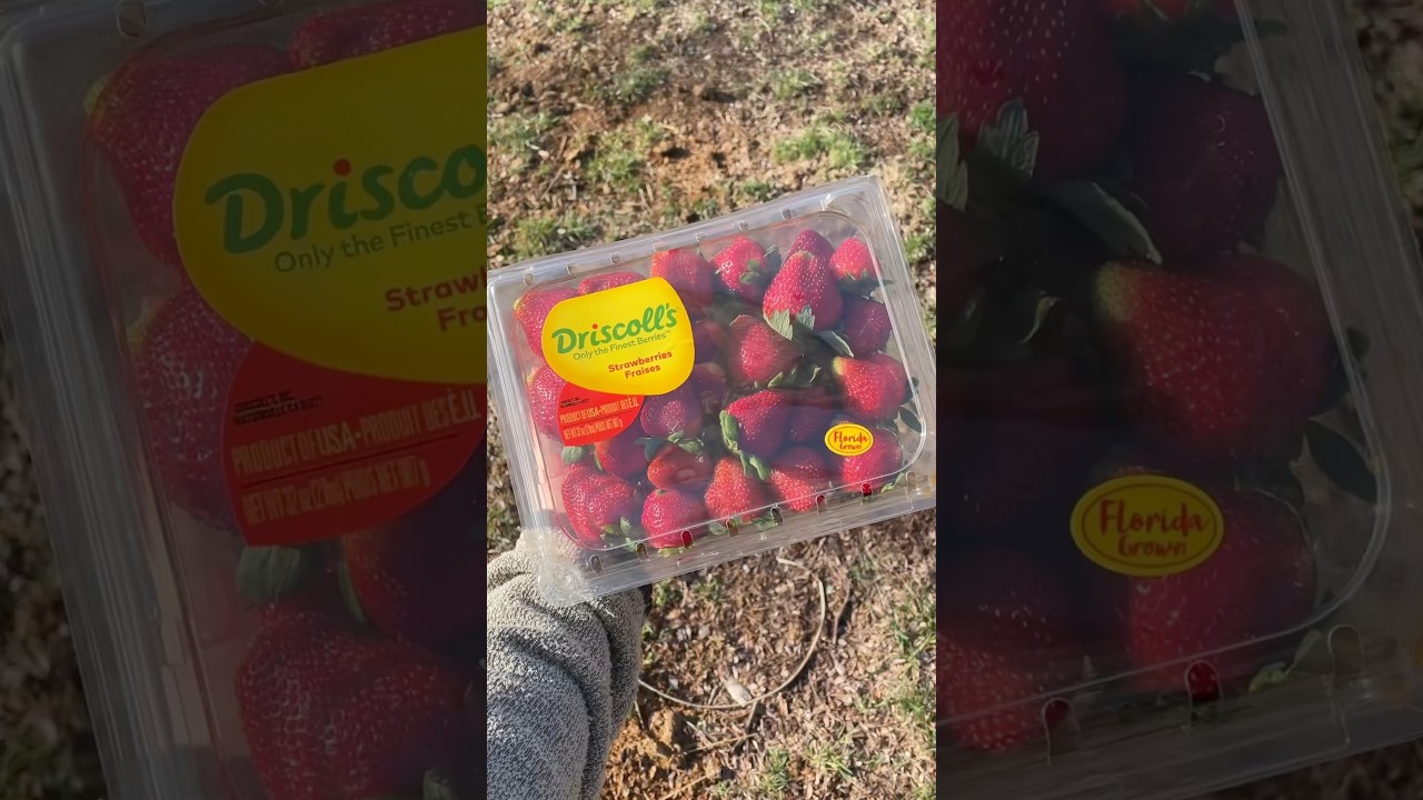 It doesn’t get much sweeter than this! 🍓 