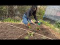 わたしの畑のデザイン方法｜癒しのハーブコーナーを作ろう🌱　#耕さない農業 #nodig