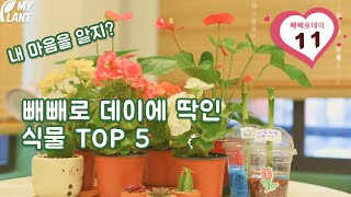 내 마음을 알지? 빼빼로 데이에 딱인 식물 TOP 5
