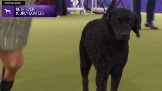 Retrievers (CurlyCoated) | Breed Judging 2024