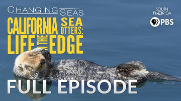 California Sea Otters: Life on the Edge | Changing Seas
