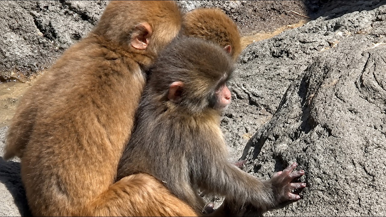 Punch Was Too Popular 😍 Double Grooming Time! - YouTube
