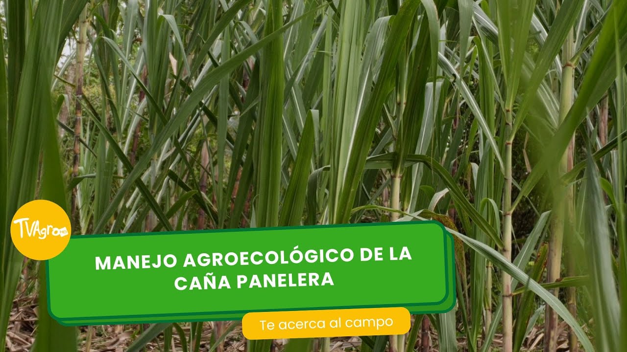 Manejo agroecológico de la caña panelera- TvAgro por Juan Gonzalo Angel Restrepo