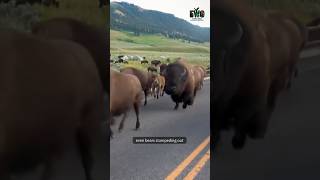 Every Animal Is Leaving Yellowstone They Know Whats Coming             documentaryusashortsfyp