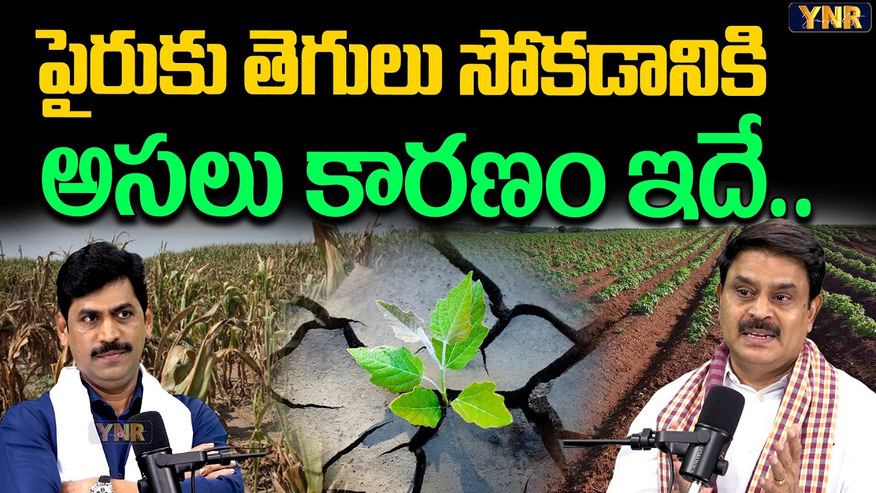 Reason Behind Plant Unhealthy | Prathibha Biotech Rajasekhar Reddy | Journalist YNR