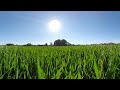 360° VR-Mediation #home Springfield 360 vr nature impression green grass, relaxation music 1 hour