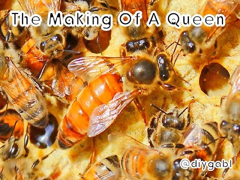 Queen Honey Bee Life Cycle Chart