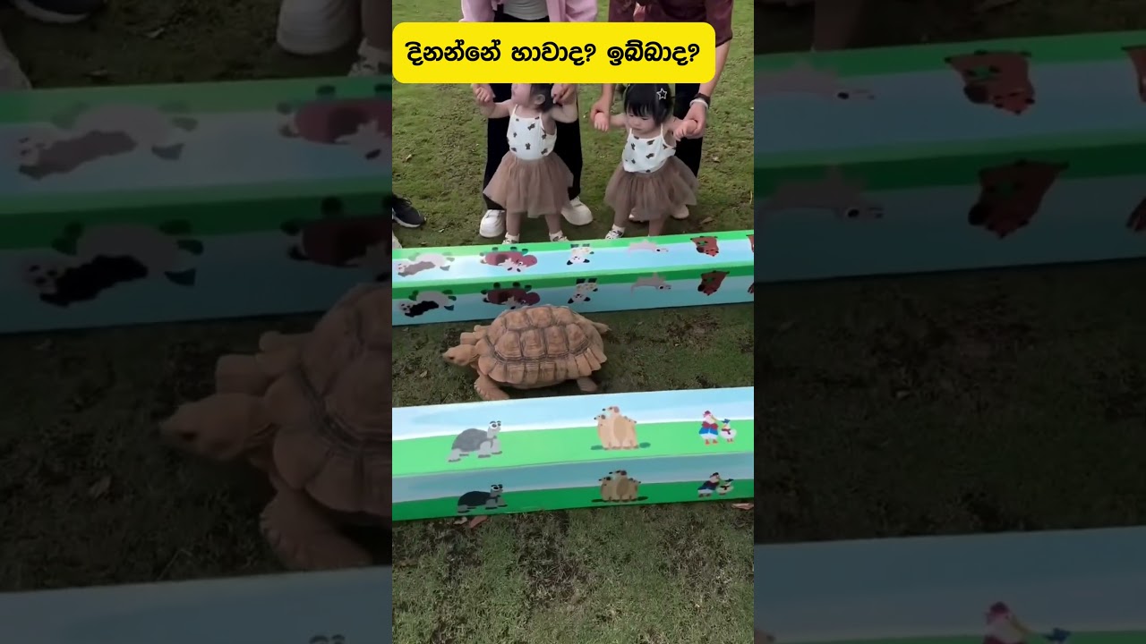 බලන්න එදා වගේමද අදත්...............#pets #srilanka #youtubeshorts