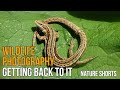 WILDLIFE PHOTOGRAPHY Getting back to it and 1000 subscribers [Nature Shorts]