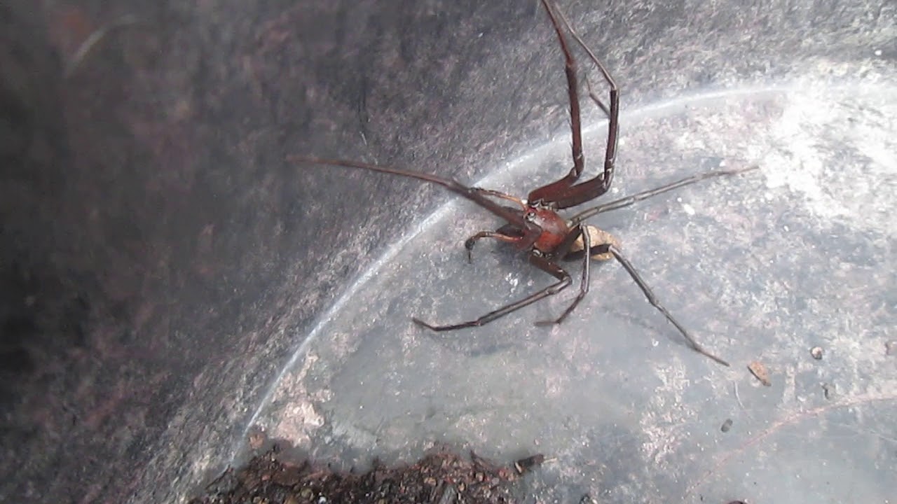Sheetweb Spider and Lizard, chilling in bucket