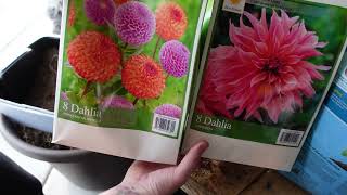 PLANTING COSTCO DAHLIAS | 2023 | 1 MONTH UPDATE