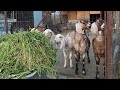 Așa începe fiecare dimineață la mine în gospodărie 