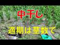 中干開始(茎数で判断)