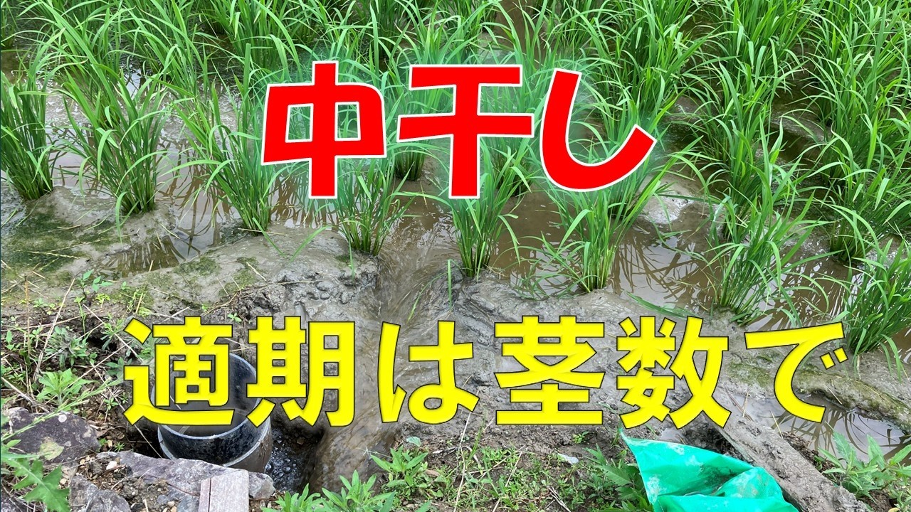 中干開始(茎数で判断)