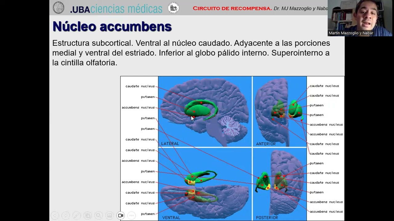 4 Circuito de recompensa