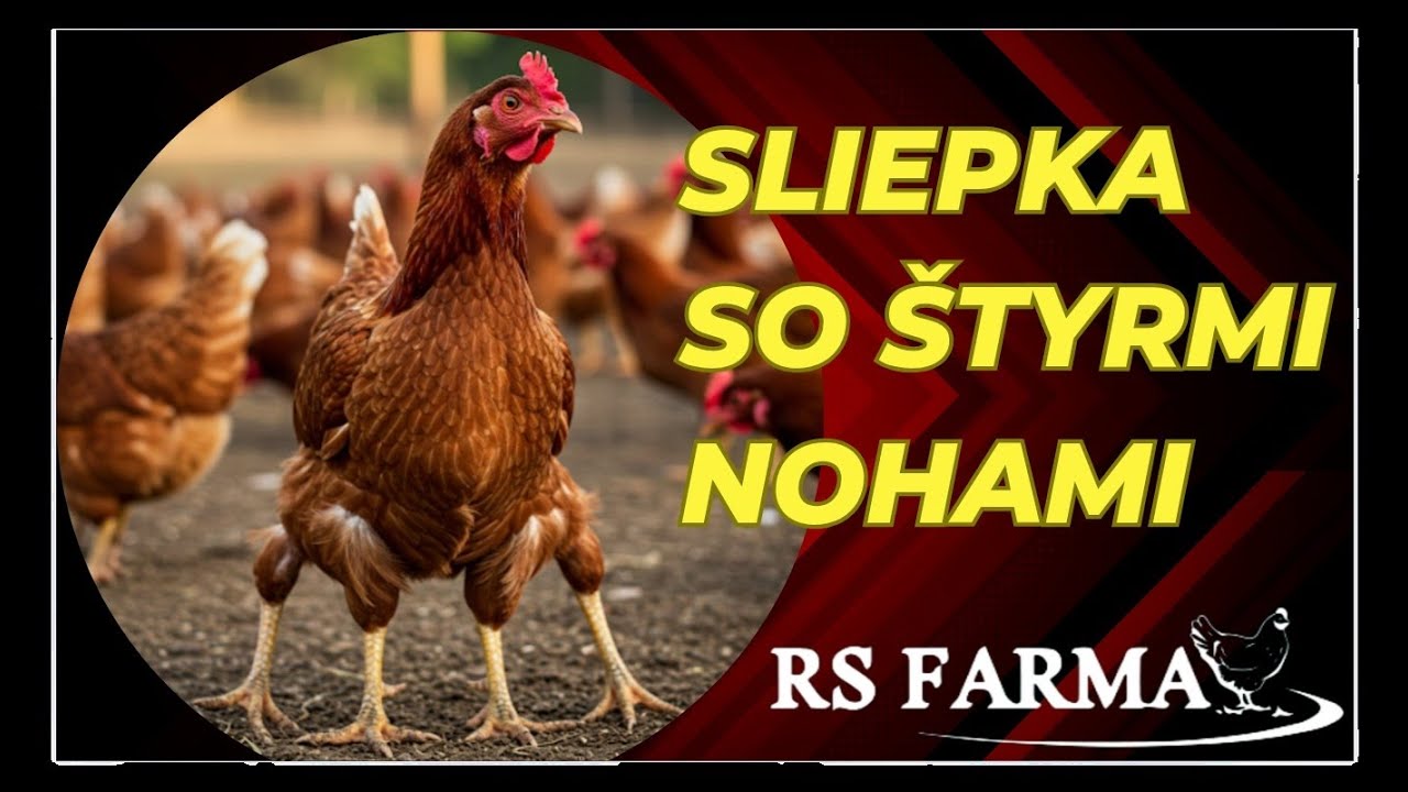 32. Štvornohá sliepka??? Realita, dopozerajte do konca...