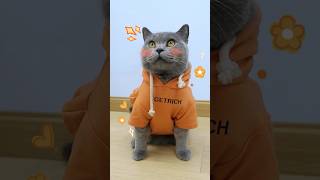 Thumbnail for Oh No!😬 How I'm Getting A Surprise For My Owner🎁🐾 #funnycat #catmemes #trending