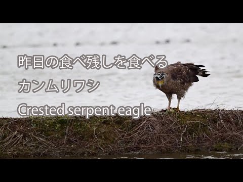 【昨日の食べ残しを食べる】カンムリワシ Crested serpent eagle