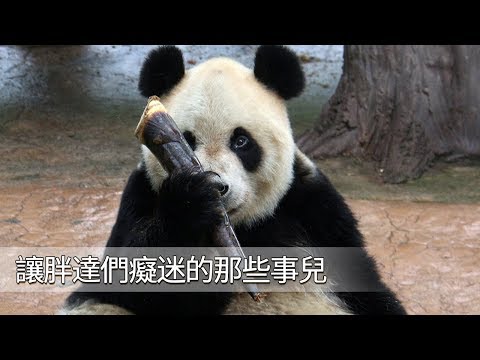 《熊猫TOP榜》第82期 讓滾滾癡迷的那些事兒 | iPanda熊貓頻道
