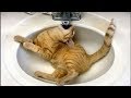 Hilarious Cat Fails - Try Not to Laugh Challenge