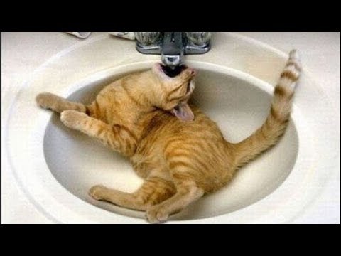 hilarious-cat-fails---try-not-to-laugh-challenge