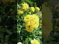 দোয়াটি প্রত্যেকদিন চেষ্টা করুন ১০০ বার পরার #shorts #nature #islam #iclamic #viral #trending #short
