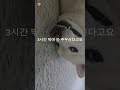 세시간 주무신다고요?#dog#초코 #애견영상 #동 물농장강아지#반려견 #강아지 #cute #웃긴영상#웃긴