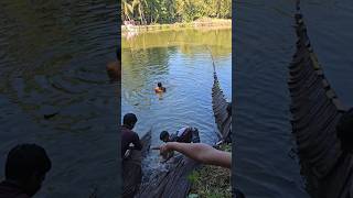 #bdfish #bdfishingvideo #bdfish_fishing_life #মাছ #মাছধরা #মাছের_ভিডিও #shorts #viralshorts #fishing