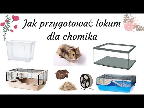 Jak przygotować lokum dla chomika