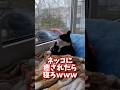 ネッコの動画で癒されたら寝ろｗｗｗ　#2ch #動物 #猫 #癒やし #ねこ動画