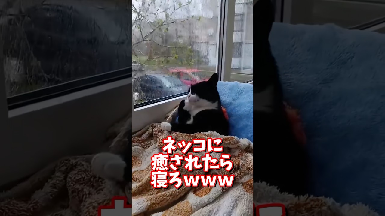 ネッコの動画で癒されたら寝ろｗｗｗ　#2ch #動物 #猫 #癒やし #ねこ動画