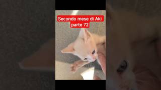 🐱 Il secondo mese di Aki - parte 72: mi corre sempre incontro ❤️ #shortsDescrizione: