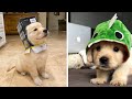 Funny and Cute golden retriever Puppies Compilation #2- Cutest Golden Puppy 2020