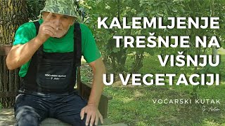 Kako kalemiti trešnju na višnju u vegetaciji - Grafting a cherry onto a cherry tree