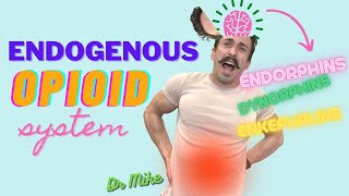 How your body releases endorphins | Endogenous Opioid System