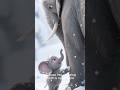 Aurora plays in the snow!   #baby #kidsvideo #shorts #elephant #cuteanimal #parenting