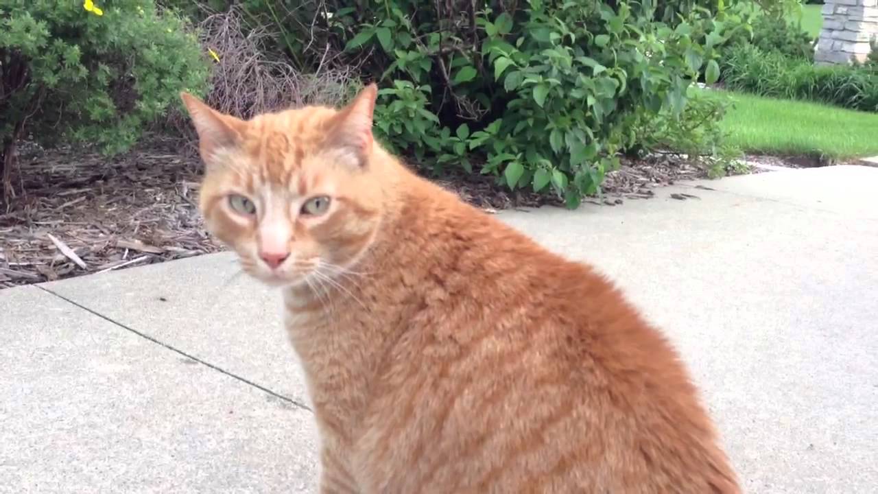 Cat says "I love you, hello"