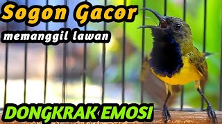 Download Lagu SOGON GACOR EMOSI LANGSUNG FULL ISIAN DIBONGKAR DENGAR CUITAN SOGON TROTOL GACOR INI MP3 Download Lagu SOGON GACOR EMOSI LANGSUNG FULL ISIAN DIBONGKAR DENGAR CUITAN SOGON TROTOL GACOR INI MP3