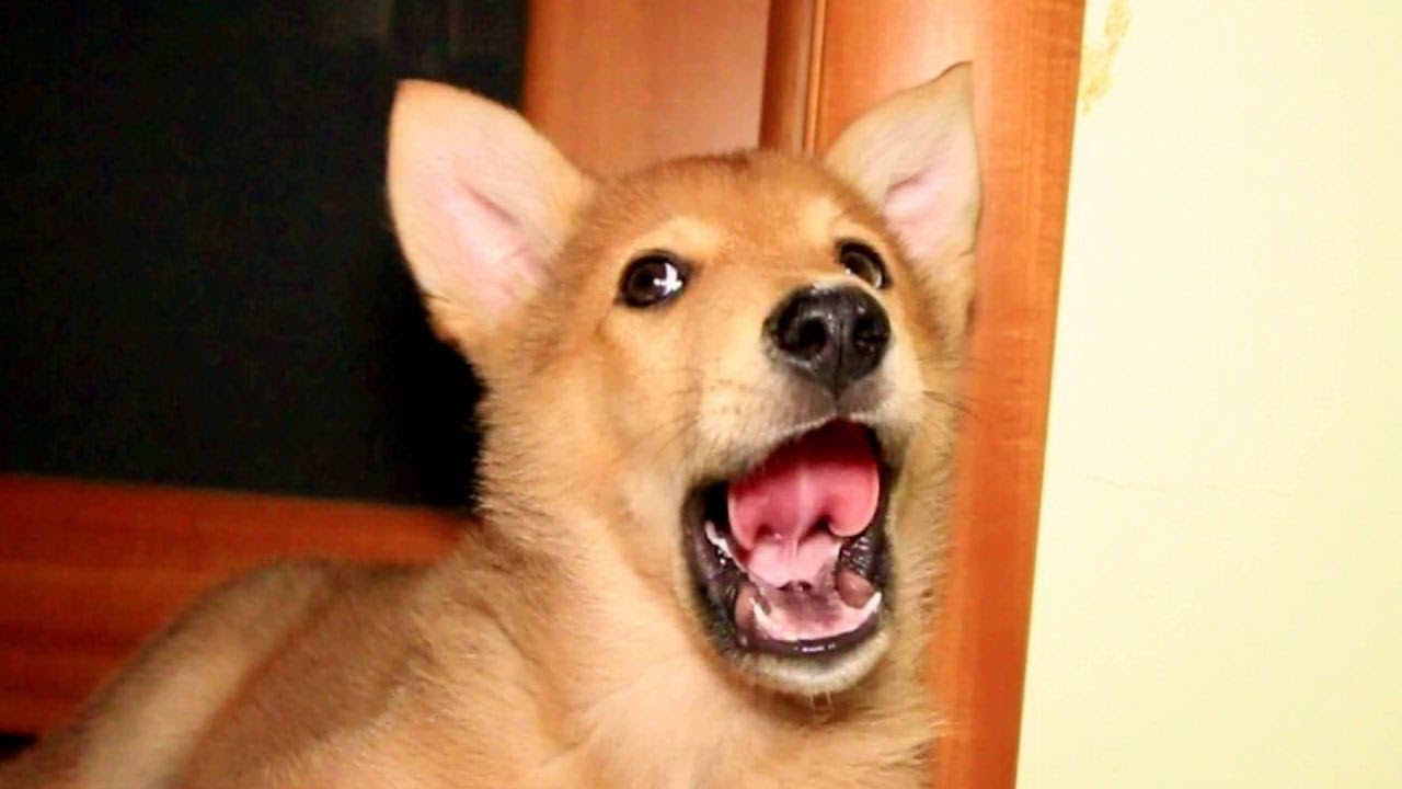 Щенок летит в Москву. Слепой пёс не ест кролика. - YouTube