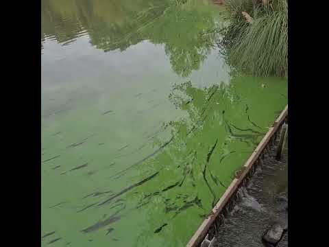 Des cyanobactéries prolifèrent à la surface des étangs du Prieuré à Saint-Hilaire-du-Harcouët