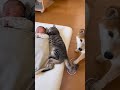 ｲｯﾇ「なんやろこのスイッチ（ﾎﾟﾁｯ」ﾈｯｺ（ﾌﾞﾎﾞｯ!)ｲｯﾇ「ﾌｧｯ…!?」　#shorts