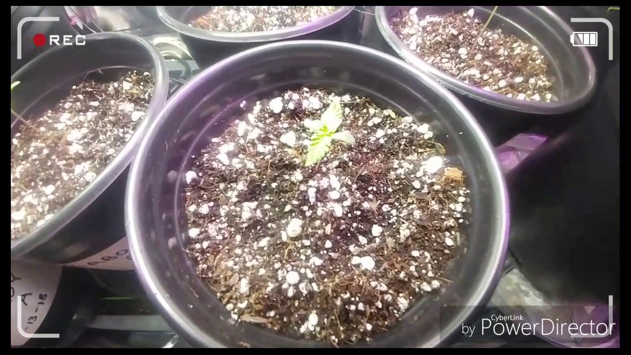 Growing With Gro Koski S1: Episode 5